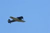 Picasa 2.0  SATURDAY AIRSHOW
