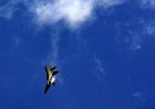 Picasa 2.0  SUNDAY AIRSHOW