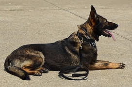 K-9Corps4a.jpg (49121 bytes)